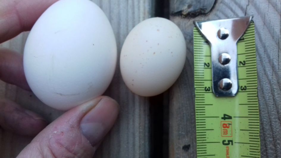 Vondeling ei in ons kippenhok